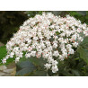 SUREAU fleur entière 100GR