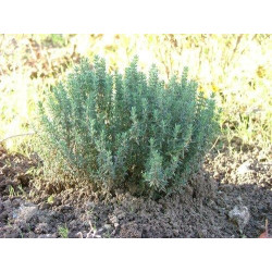 THYM DE PROVENCE 100GR