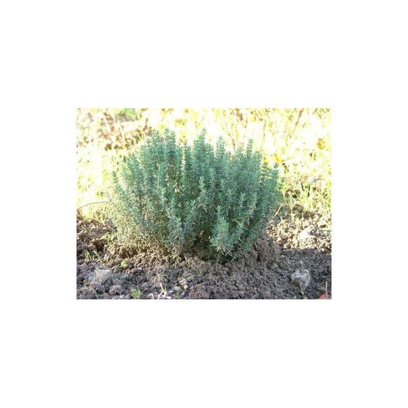 THYM DE PROVENCE 100GR