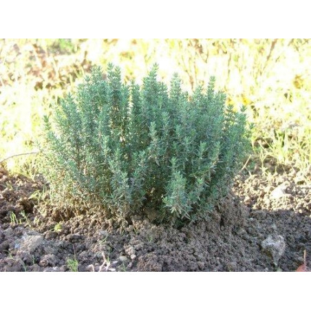 THYM DE PROVENCE 100GR