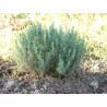 THYM DE PROVENCE 100GR