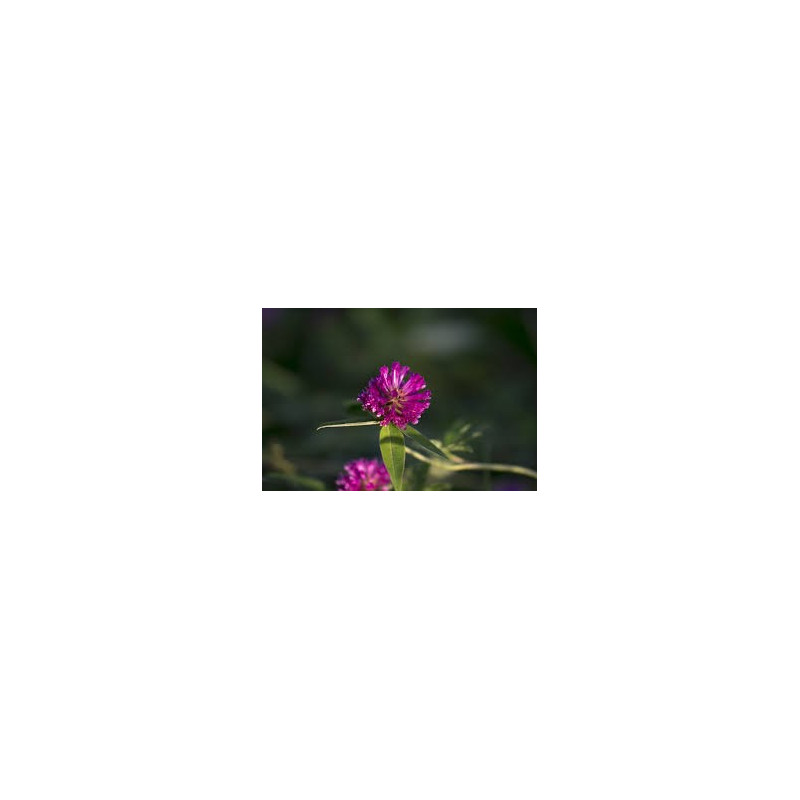TREFLE ROUGE FLEUR 100GR TREFLE ROUGE FLEUR 100GR