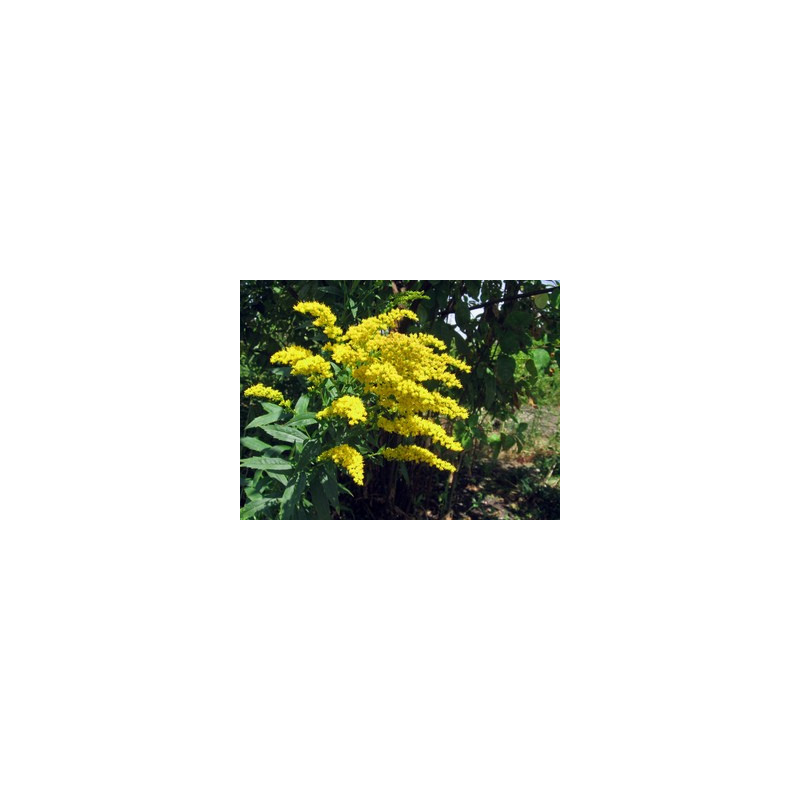 VERGE D OR SOLIDAGO 100GR