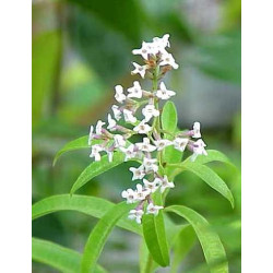 VERVEINE ENTIERE 100GR