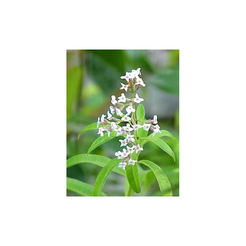 VERVEINE ODORANTE ENTIERE 100GR