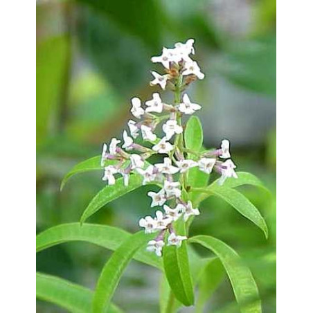VERVEINE ENTIERE 100GR