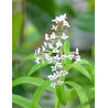 VERVEINE ENTIERE 100GR