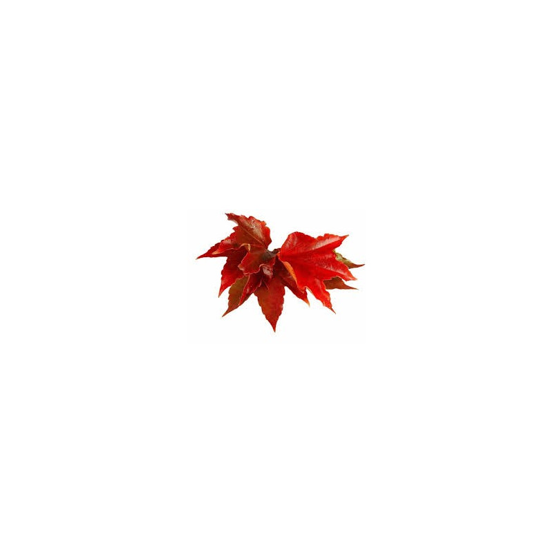 VIGNE ROUGE 100GR