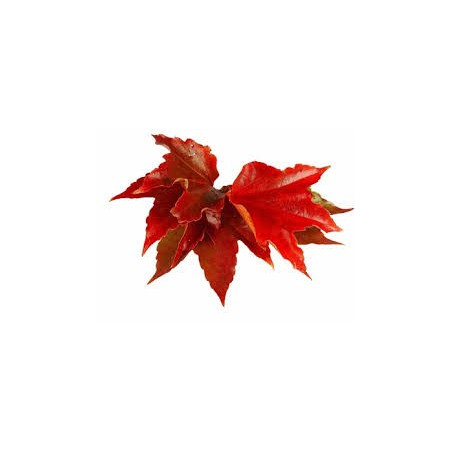 VIGNE ROUGE 100GR