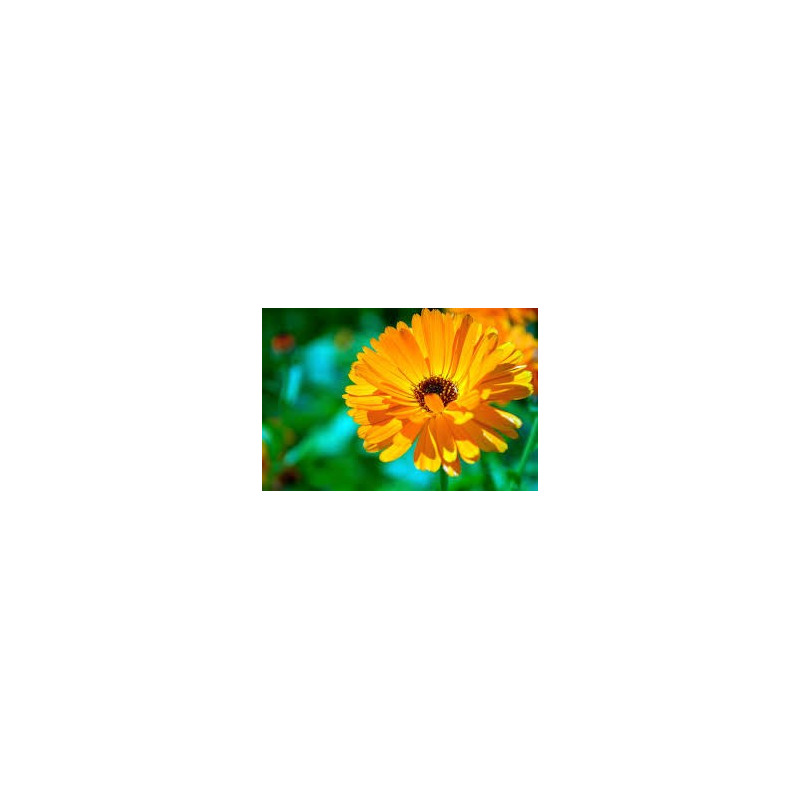 Fleurs de Californie CALENDULA SOUCI DES JARDINS 7,5ml