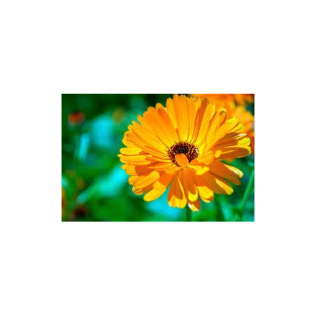 Fleurs de Californie CALENDULA SOUCI DES JARDINS 7,5ml