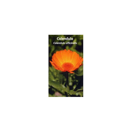 Fleurs de Californie CALENDULA SOUCI DES JARDINS 7,5ml