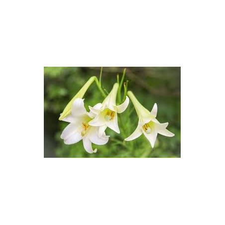 Fleurs de Californie Easter Lily  7,5ml
