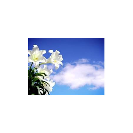 Fleurs de Californie Easter Lily  7,5ml