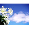 Fleurs de Californie Easter Lily  7,5ml