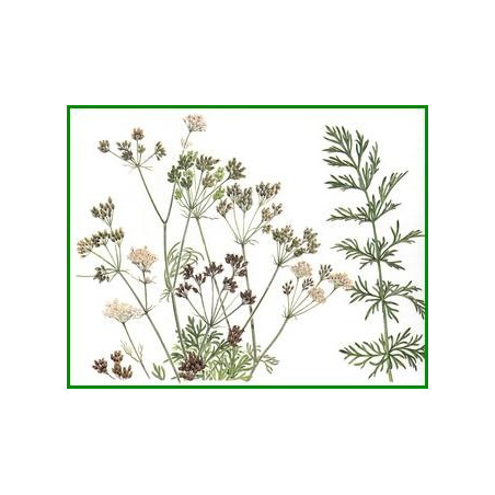 CARVI GRAINES 100GR
