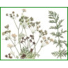 CARVI GRAINES 100GR