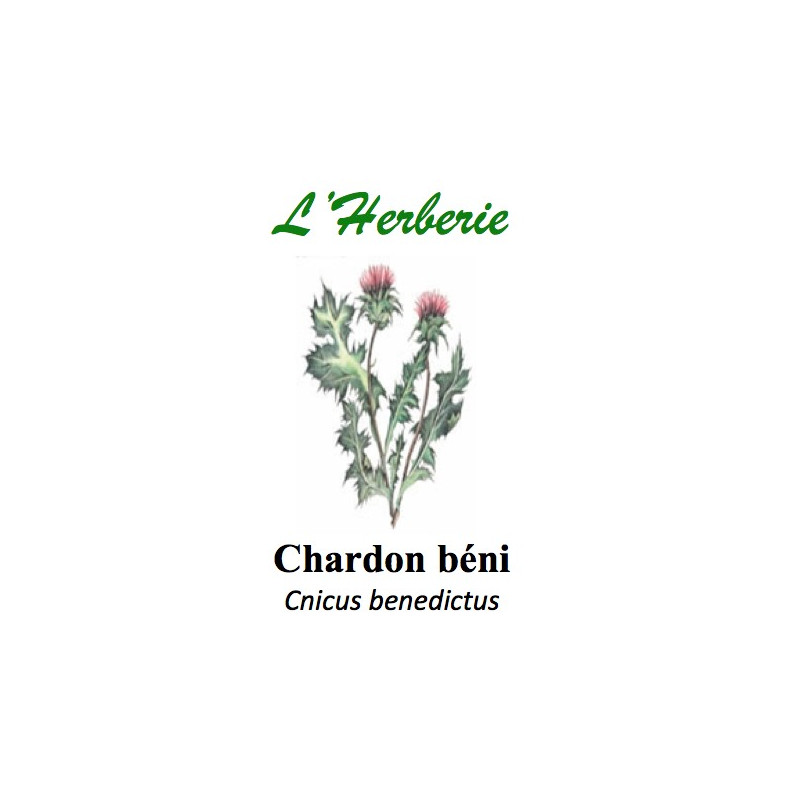 Chardon béni 100GR Chardon béni 100GR