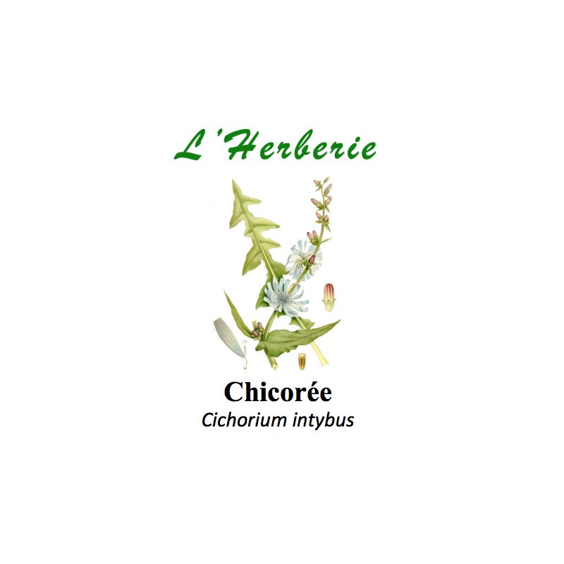 CHICOREE RACINE 100GR