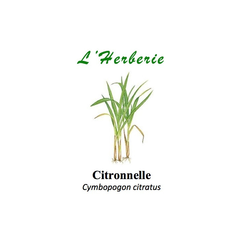CITRONNELLE 100GR CITRONNELLE 100GR