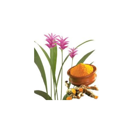 CURCUMA POUDRE 100GR