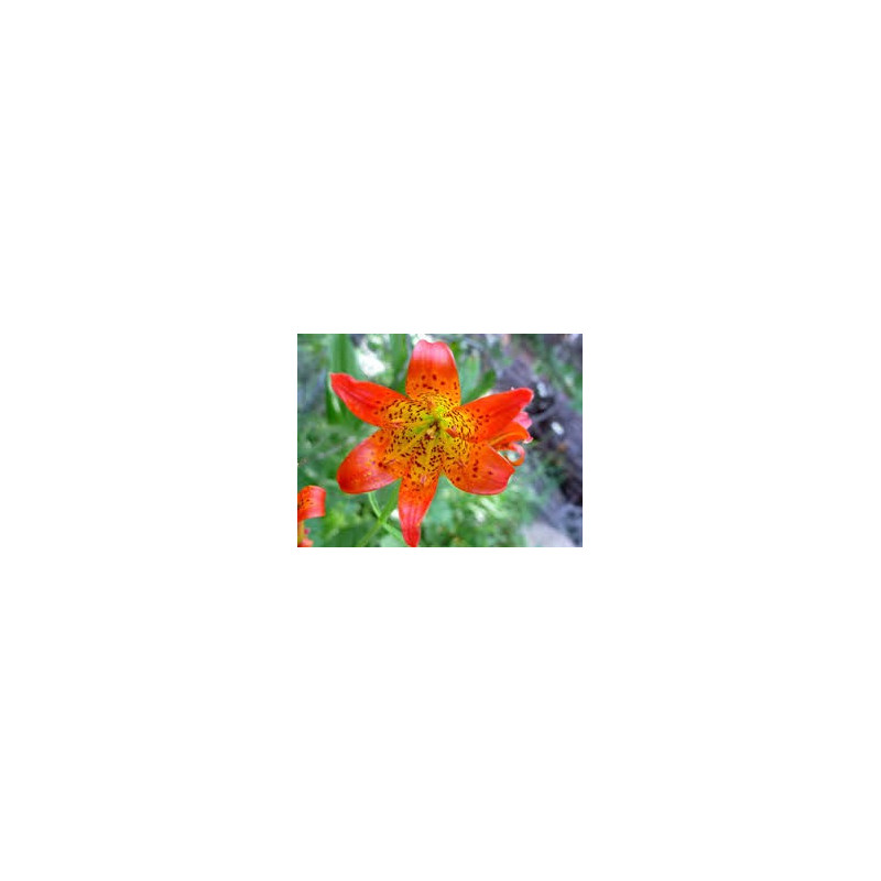 Fleurs de Californie Alpine Lily  7,5ml