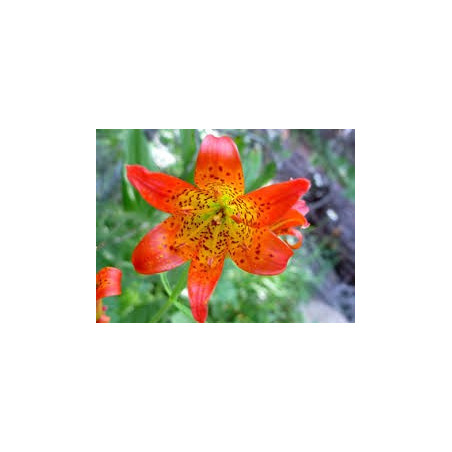 Fleurs de Californie Alpine Lily  7,5ml