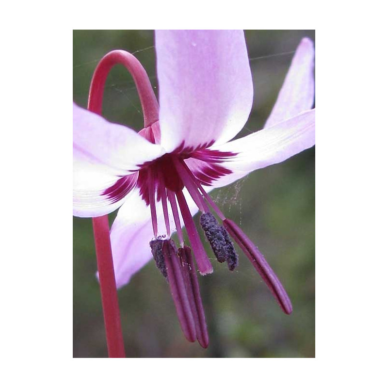 Fleurs de Californie Fawn Lily 7,5 ml