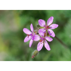 Fleurs de Californie Filaree 7,5 ml