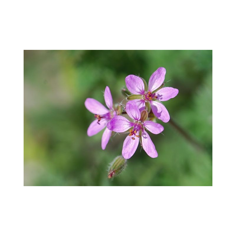 Fleurs de Californie Filaree 7,5 ml