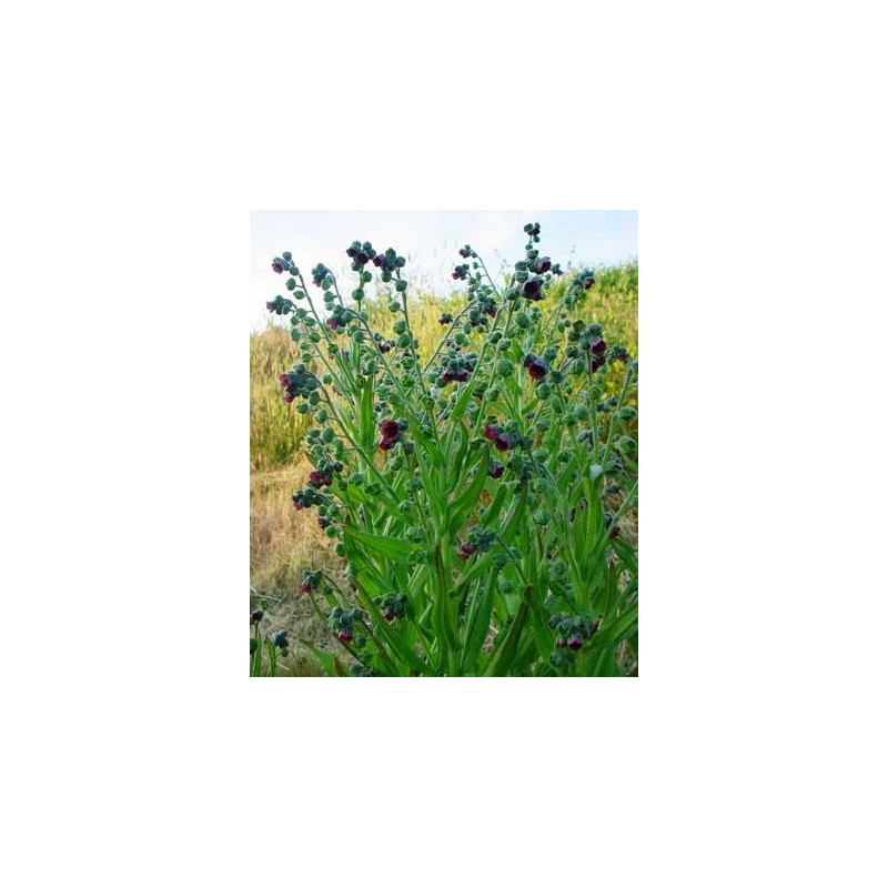 Fleurs de Californie Hound’s Tongue 7,5ml