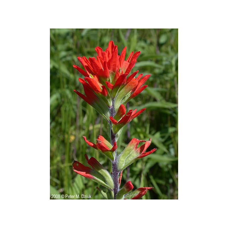 Fleurs de Californie Indian Paintbrush  7,5ml
