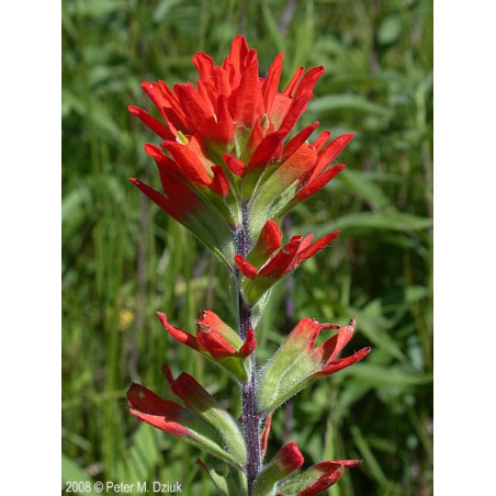 Fleurs de Californie Indian Paintbrush  7,5ml