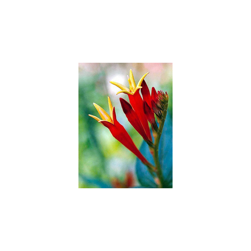 Fleurs de Californie Indian Pink  7,5ml