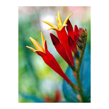 Fleurs de Californie Indian Pink  7,5ml