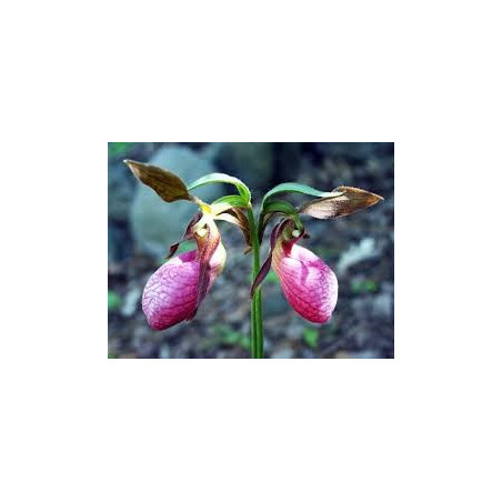 Fleurs de Californie Lady’s Slipper  7,5ml