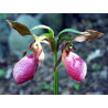 Fleurs de Californie Lady’s Slipper  7,5ml
