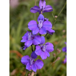 Fleurs de Californie Larkspur  7,5ml