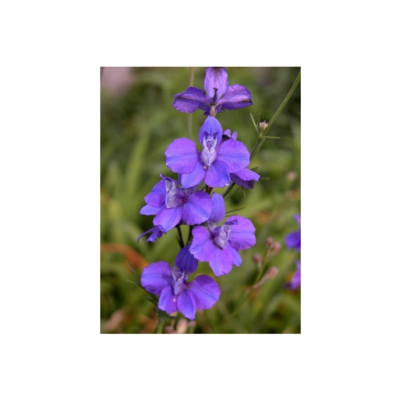 Fleurs de Californie Larkspur 7,5ml Fleurs de Californie Larkspur 7,5ml