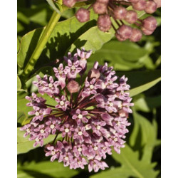 Fleurs de Californie Milkweed 7,5ml