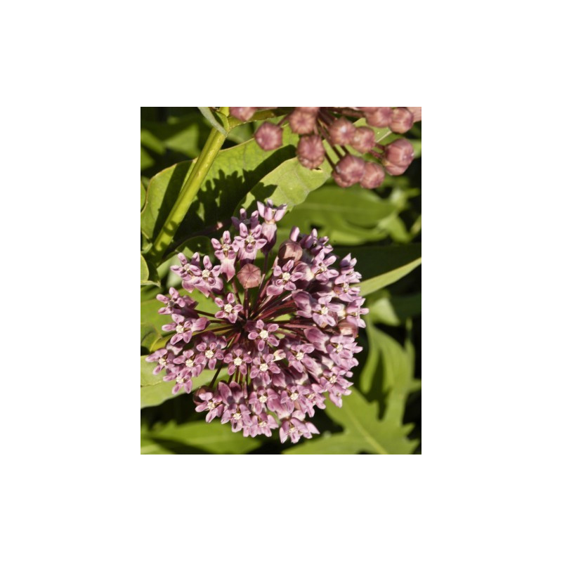 Fleurs de Californie Milkweed 7,5ml Fleurs de Californie Milkweed 7,5ml