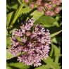 Fleurs de Californie Milkweed 7,5ml