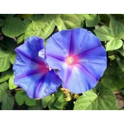 Fleurs de Californie Morning Glory  7,5ml