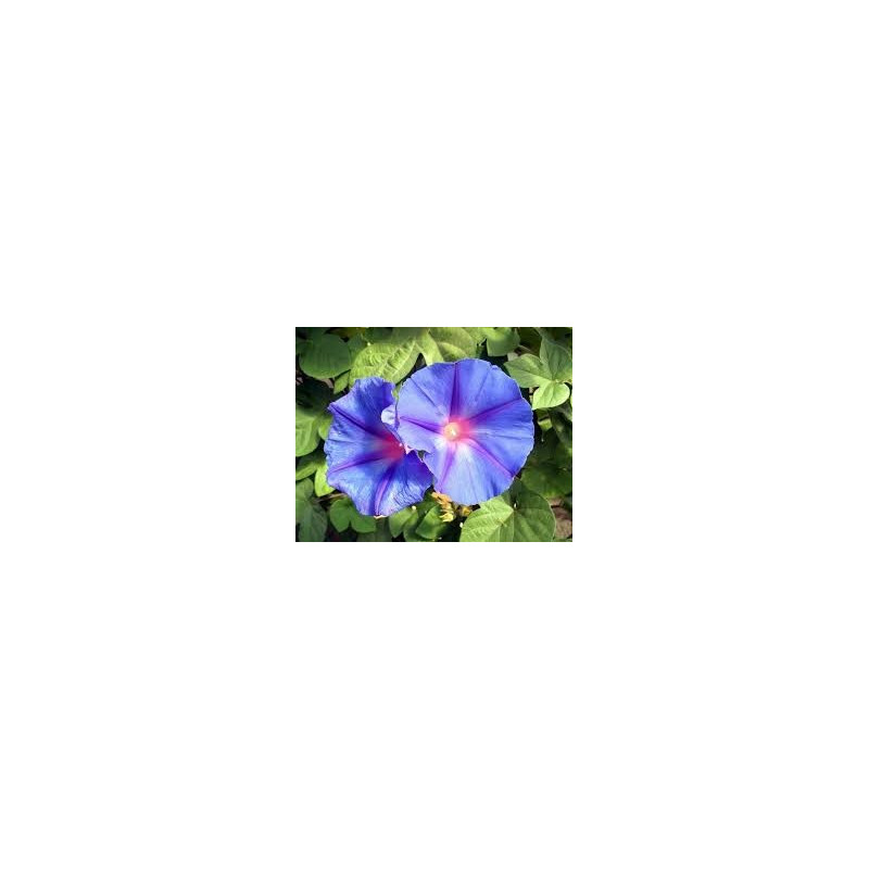 Fleurs de Californie Morning Glory  7,5ml