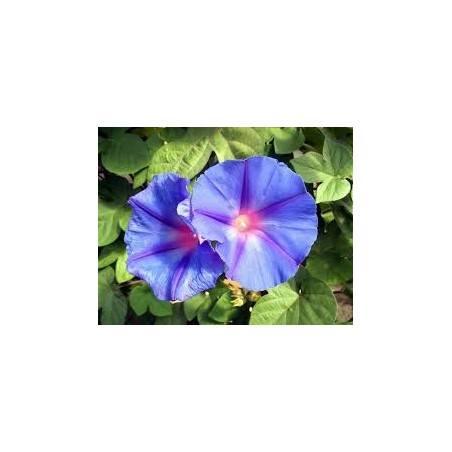 Fleurs de Californie Morning Glory  7,5ml