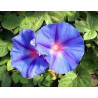 Fleurs de Californie Morning Glory  7,5ml