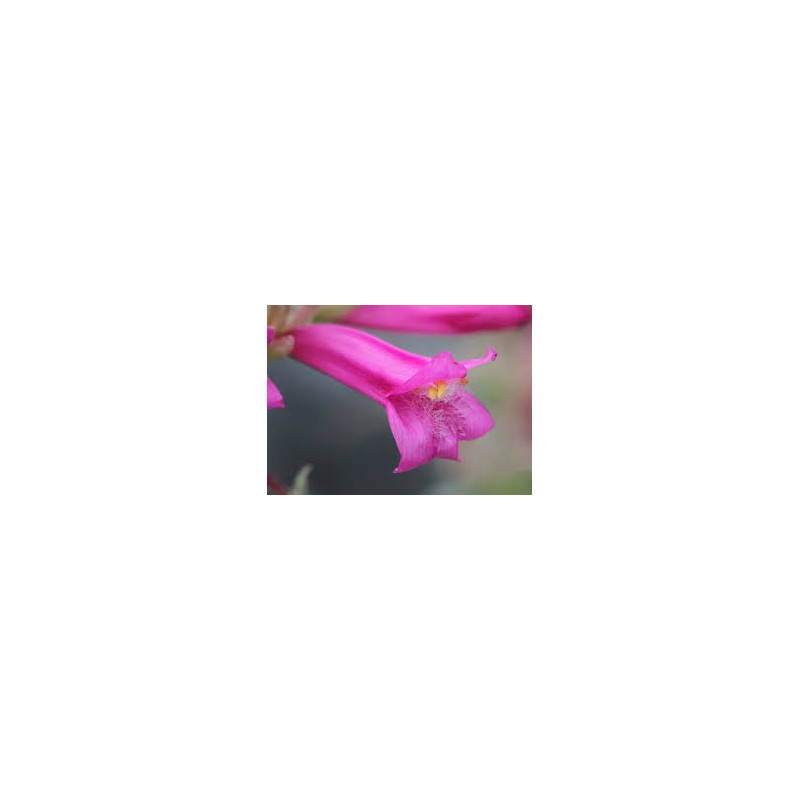 Fleurs de Californie Mountain Pride 7,5ml Fleurs de Californie Mountain Pride 7,5ml