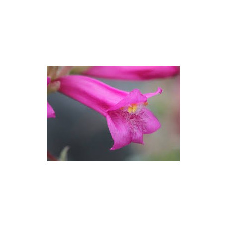 Fleurs de Californie Mountain Pride 7,5ml