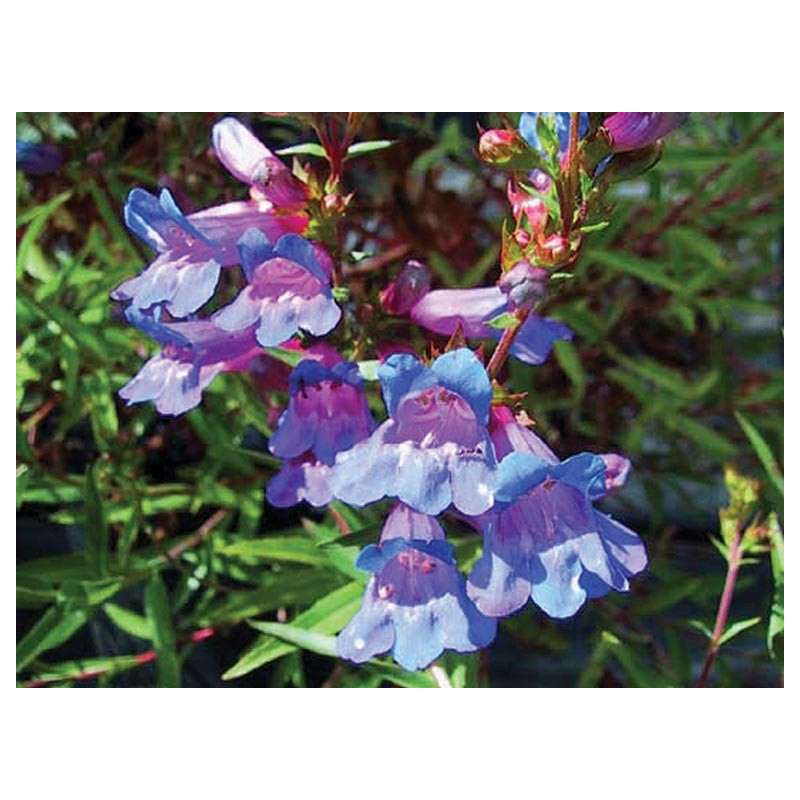 Fleurs de Californie Penstemon  7,5ml