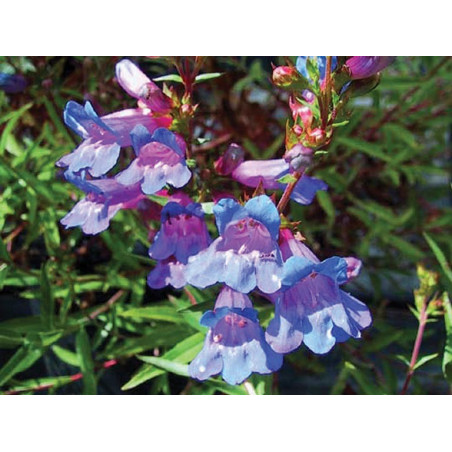Fleurs de Californie Penstemon  7,5ml